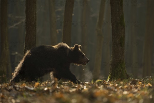 European brown bear (Ursus arctos) running, roaming in early morning light, backlight, through a forest, visible breath cloud, native wildlife, nature