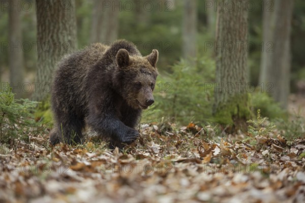Young brown bear... European brown bear (Ursus arctos) migrating through its natural habitat in wide open forests, native wildlife, nature
