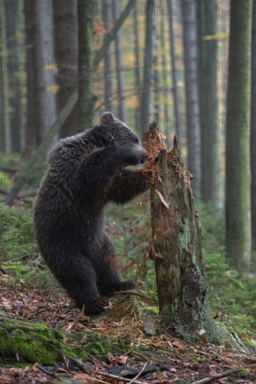 Where brute force reigns... European brown bear (Ursus arctos), young bear smashes a rotten tree trunk in search of food, funny picture, local wildlife, nature