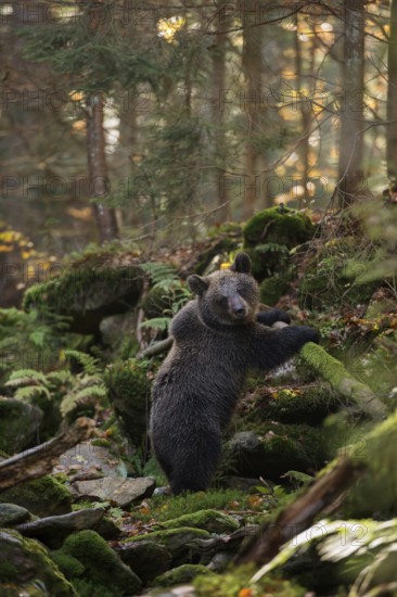 In the wilderness of Europe... European brown bear (Ursus arctos), young bear in the natural environment of a remote forest standing upright on its hind paws on a tree trunk lying across, looking around, autumnal colours, native wildlife, nature