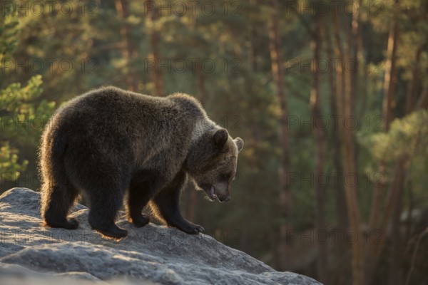 On an exploratory tour... European brown bear (Ursus arctos), still young bear exploring its surroundings in the early morning light, standing at the edge of a ravine on a rocky plateau in the forest, looking down with interest, native wildlife, nature