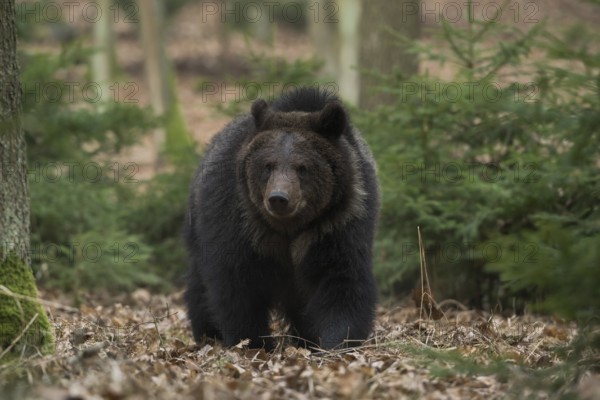 European brown bear (Ursus arctos) walks through the undergrowth of a forest in search of food, comes closer, frontal shot