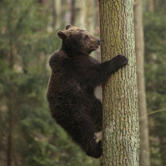 Good climber... European brown bear (Ursus arctos), young bear, bear cub climbs up a tree, up or down a tree trunk, trains his strength and dexterity, looks funny, animal cubs, local wildlife, nature