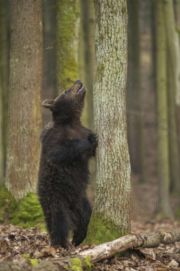 European brown bear (Ursus arctos) in the forest, standing in front of a tree, standing on its hind paws and looking up with an astonished look, funny animal photo, native wildlife, nature