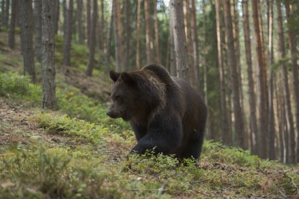 In a typical habitat... European brown bear (Ursus arctos) moving through a mountain forest, bear walking through a forest up a mountainside, native wildlife, nature