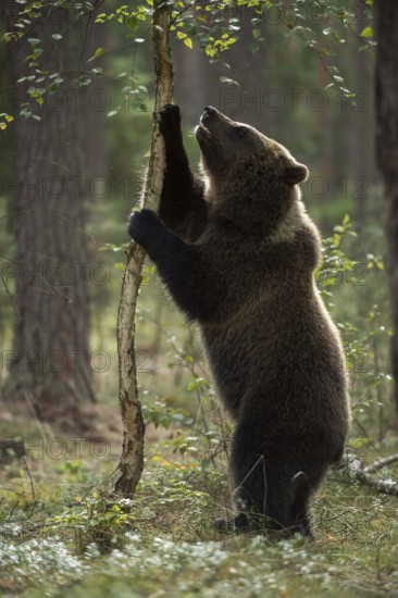 Upright on its hind legs... European brown bear (Ursus arctos), young bear stands upright on its hind paws on a young birch tree, apparently wants to get at something, funny picture, series animal children, native wildlife, nature