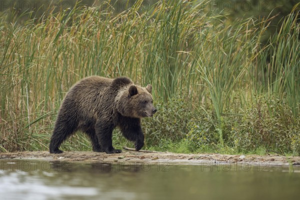 European brown bear (Ursus arctos) walking along the narrow shore of a lake or body of water in search of food, natural environment, native wildlife, nature