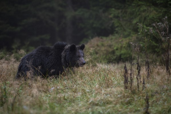 At dawn... European brown bear (Ursus Arctos) roaming a clearing in the forest early in the morning, native wildlife, nature