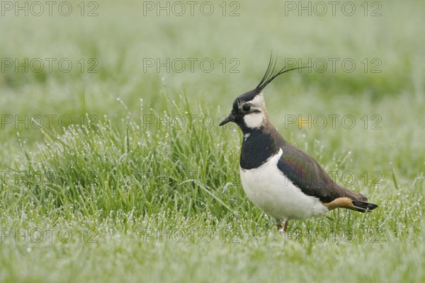 In the dewy grass... Lapwing (Vanellus vanellus), well-known meadow limnicole, meadow breeder, threatened by intensive farming, native fauna, nature, wildlife, North Rhine-Westphalia, Germany