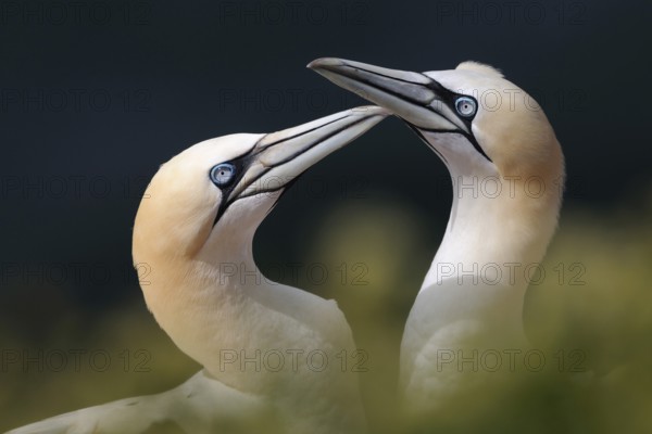 Tenderness... Northern gannet (Morus bassanus), two adult birds greet each other, affectionate, almost tender contact, dreamy surroundings, Heligoland, Germany