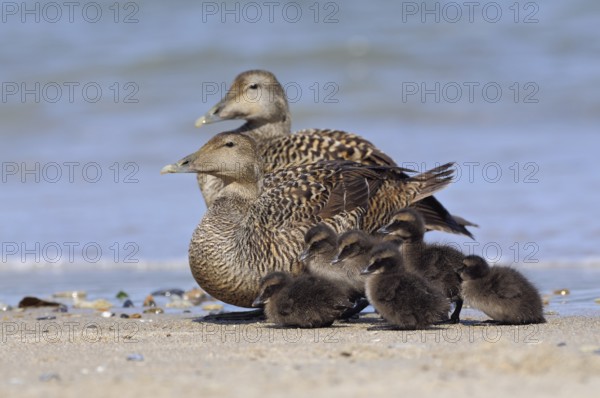 Common Eider (Somateria mollissima), female eiders with chicks on the beach of the German North Sea coast, Common Eider (Somateria mollissima), two females with chicks, on the beach, looks cute, wildlife, Helgoland, Schleswig-Holstein, Germany