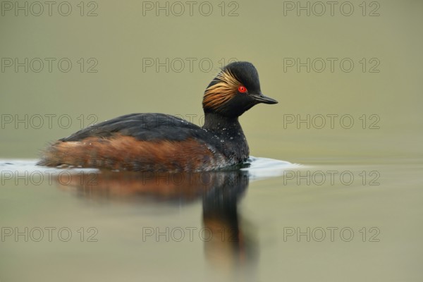 On a calm sea... Black-necked Grebe (Podiceps nigricollis) in breeding plumage, very detailed shot in the best light, beautiful colours, wildlife, native nature, wildlife, Germany