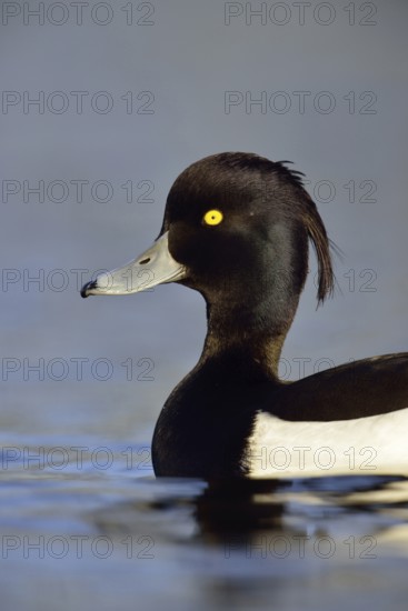 Duck portrait... Tufted duck (Aythya fuligula), drake in splendid plumage with long decorative feathers, feather crest, head portrait, common native duck species, native fauna, nature, wildlife, North Rhine-Westphalia, Germany