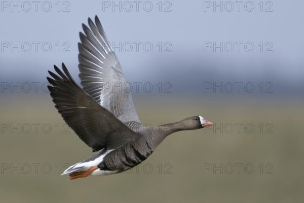Arctic wild goose... White-fronted Goose (Anser albifrons) in flight on the Lower Rhine, very detailed, clear image in typical surroundings in front of Rhine meadows, Rhine dyke, wildlife, North Rhine-Westphalia, Germany