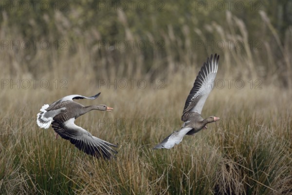 Hash me... Greylag geese (Anser anser), typical territorial behaviour, greylag geese chase intruders out of their territory, wild geese are strictly territorial during the breeding season, otherwise normally sociable, native wildlife, wildlife, North Rhine-Westphalia, Germany