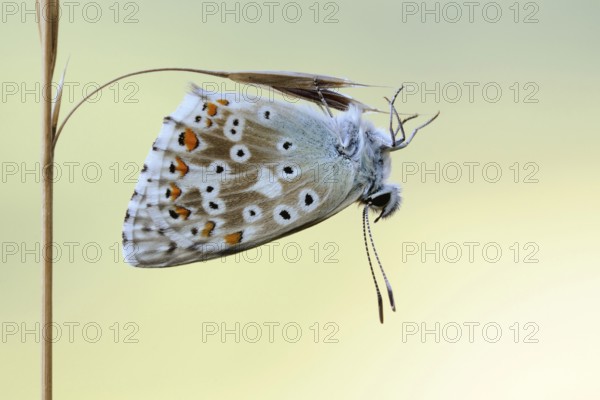 Chalkhill Blue (Polyommatus coridon), a beautiful, rather rare native butterfly, hangs upside down on a filigree gas stalk where it has spent the cool night, typical dry grassland butterfly, wildlife, North Rhine-Westphalia, Germany