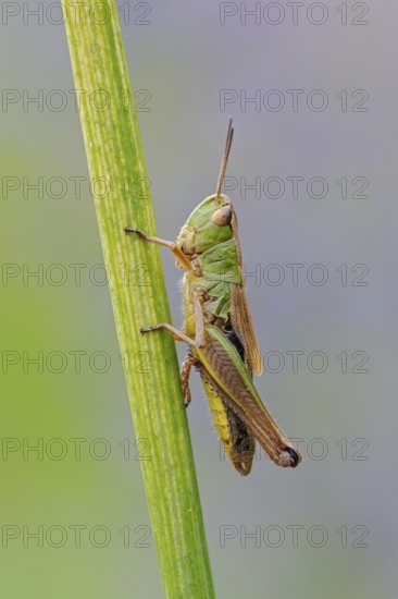 In profile... Meadow grasshopper (Chorthippus parallelus) resting, sitting on a stalk, relatively common grasshopper, as it is known, detailed close-up, native fauna, wildlife, North Rhine-Westphalia, Germany