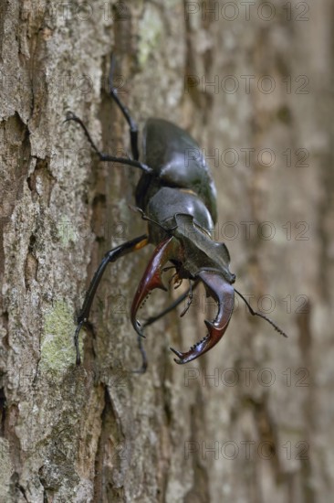 Impressive beetle... Stag beetle (Lucanus cervus), male with large antlers, antler-like enlarged mandibles, mouthparts, is one of the largest and most conspicuous beetles native to Europe, native fauna, nature, wildlife, North Rhine-Westphalia, Germany