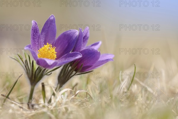 Pasque flower, European pasqueflower (Pulsatilla vulgaris) growing on calcareous low-nutrient meadow, low point of view, nice soft light, wildlife, Europe, native flora, nature, wildlife, North Rhine-Westphalia, Germany, violet flowering wildflower, early bloomer, spring indicator, growing on calcareous grassland, dry grassland, detailed picture from low perspective, strictly protected plant, Common Pasque Flowers, European pasqueflower (Pulsatilla vulgaris) growing on calcareous low-nutrient meadow, low point of view, nice soft light, wildlife, Europe