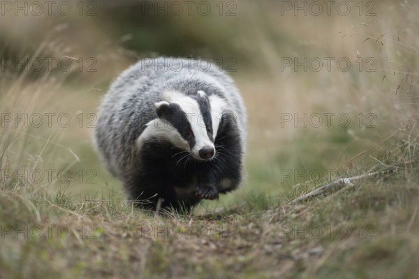 At eye level... European badger (Meles meles) runs directly towards the camera, funny picture from a particularly low shooting perspective, Germany