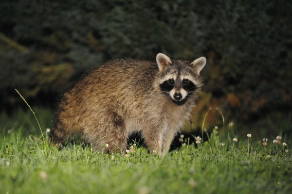 Common Raccoon (Procyon lotor) looks surprised, stands in front of some bushes, late in the night, wildlife, wildlife, Germany, Europe, common raccoon (Procyon lotor) looks surprised, stands in front of some bushes, late in the night, wildlife, Germany