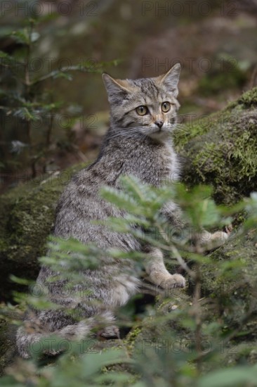 Secret forest dwellers... European wildcat (Felis silvestris), true wildcat, native to large parts of Germany, but lives very secluded, shy, endangered by habitat loss and road traffic, native nature, wildlife, Germany