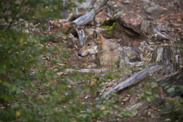 Well camouflaged... European gray wolf (Canis lupus), grey wolf, grey wolf, resting in foliage in the forest between bushes, easy to overlook, roaming single animal at rest, native nature, wildlife, Germany