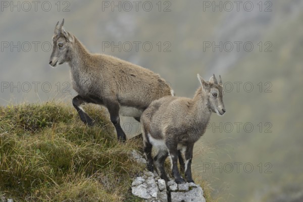 Ibex, Alpine ibex (Capra ibex), two young animals standing in beautiful surroundings on a rocky outcrop in the Swiss Alps, Valais, wildlife, Switzerland