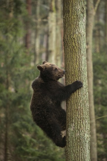 Good climber... European brown bear (Ursus arctos), young bear, bear cub climbs up or down a tree trunk, trains his strength and dexterity, looks funny, series animal children