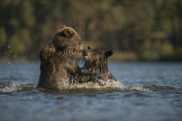 Two European Brown Bears (Ursus arctos) fighting, measuring their strength in the water of a lake, river, playful fight, in which the water splashes, Eurasian Brown Bears (Ursus arctos) playing in water, river, lake, fighting, struggling, in playful fight