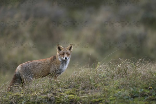 With pricked ears... Red fox (Vulpes vulpes), attentive fox in natural environment in open terrain, observes with pricked ears attentively what is happening in the distance, shows typical cautious behaviour, native wildlife, nature, wildlife, Netherlands