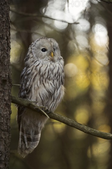 In its natural habitat... Ural owl (Strix uralensis) in the forest, rare Central European owl species threatened with extinction in many places