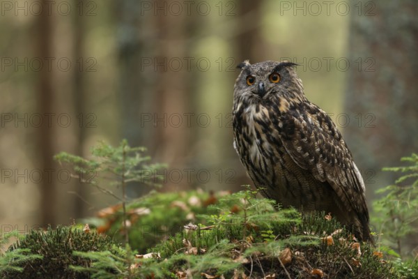 In the forest... European eagle owl (Bubo bubo), owl, great horned owl, forest owl, adult bird sits slightly elevated on a hill in the forest in beautiful, natural surroundings, native nature, wildlife, Germany
