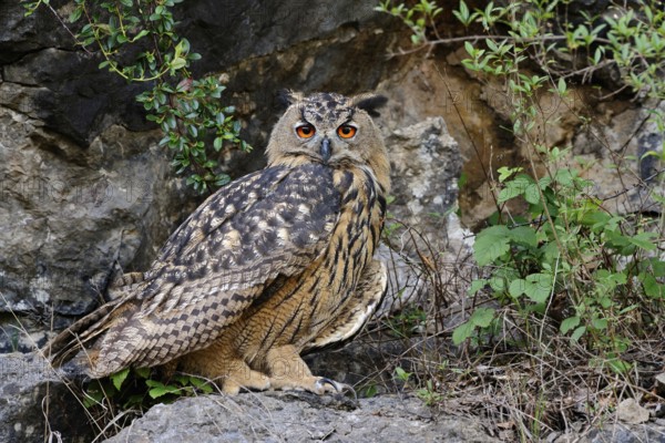 European Eagle Owl (Bubo bubo), Eurasian Eagle-Owl, also called Northern Eagle Owl or European Eagle-Owl, perched on a rock ledge in a steep cliff, Europe, North Rhine-Westphalia, Wildlife, native nature, animal world, Germany, Europe
