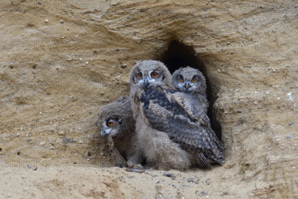 3 siblings... European eagle owl (Bubo bubo), young eagle owls, adolescent owls at the entrance to their nesting den, breeding site in a sand pit, one young bird eating, two looking, funny picture, series animal children, wildlife, native nature, animal world, Germany