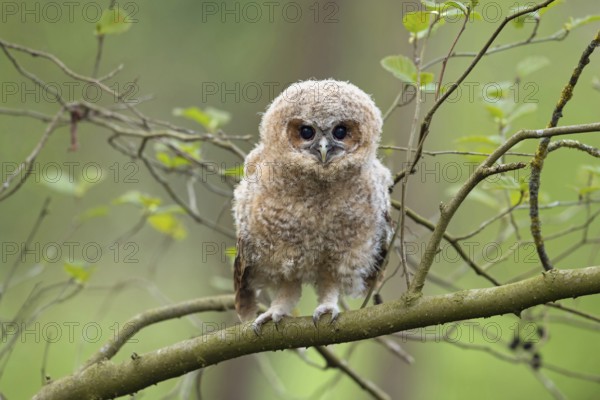 Children's eyes... Tawny owl (Strix aluco), young owl, branchling, tawny owl branchling, young bird has left the nest, climbs around in the tree, becomes fledged, intensive, direct look into the camera, appealing, warm picture, series animal children, wildlife, native nature, animal world, Germany