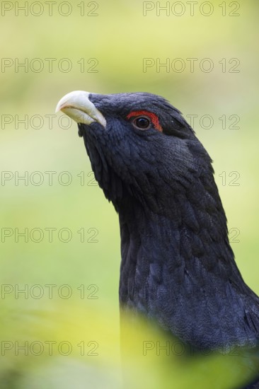 Detailed close-up... Capercaillie (Tetrao urogallus), head portrait, probably one of the most beautiful and striking native, generally known wild birds, chicken birds