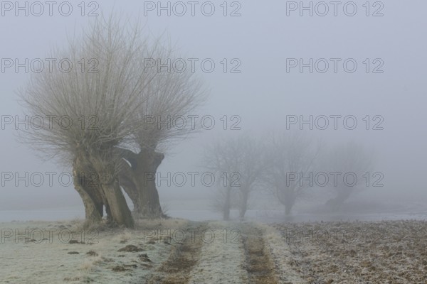 The way to the fields... Pollard trees (Bislicher Insel), typical rural landscape on the Lower Rhine in winter with fog and frost, winter morning, North Rhine-Westphalia, Germany