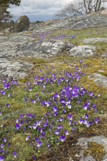 Spring in Sweden... Fragrant violets, (Viola odorata) blooming wildflowers in typical landscape on rocks at the Swedish coast, wildlife