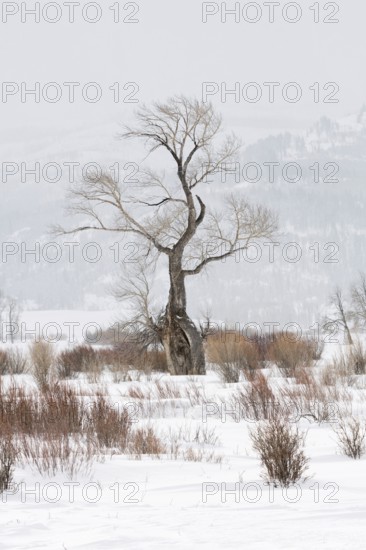 Striking... Oak (Lamar Vallery), striking, ancient tree, bizarrely shaped by wind and weather, solitary tree in Yellowstone National Park, well-known landmark, also known as the ghost tree