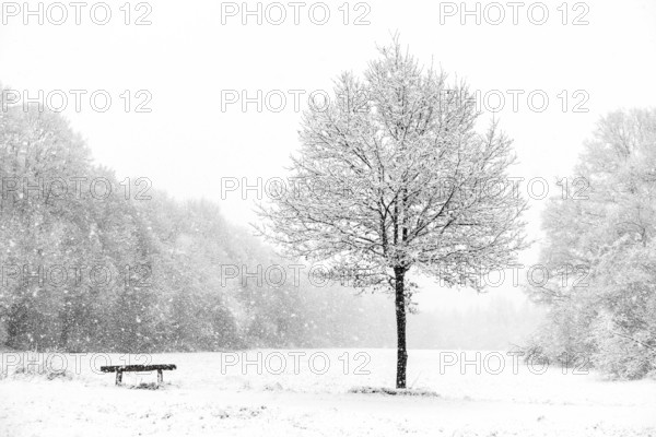 Bench next to a tree, idyll at the onset of winter on the outskirts of Meerbusch, near Lank-Latum, late onset of winter, heavy snowfall in March. Germany, North Rhine-Westphalia, local nature