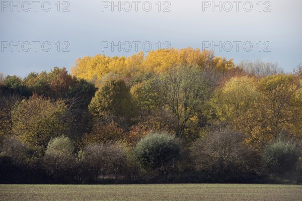 Autumn colours... Forest edge, autumn time in North Rhine-Westphalia, Lank-Latum, view towards Latumer Bruch, native nature, North Rhine-Westphalia, Germany