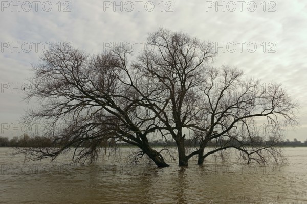 Land under water, flood on the Rhine, flooded tree in the middle of the flood, tree on the banks of the Rhine is washed over by the flood, Lower Rhine near Cologne and Düsseldorf, native nature, North Rhine-Westphalia, Germany
