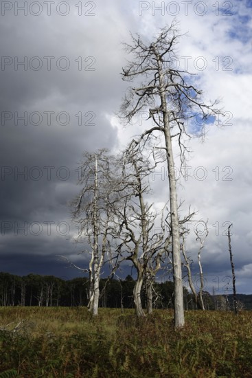 Storm front, approaching thunderstorm... High Fens, plateau in the Eifel, valuable nature reserve, threatening weather at the Noir Flohair, native nature