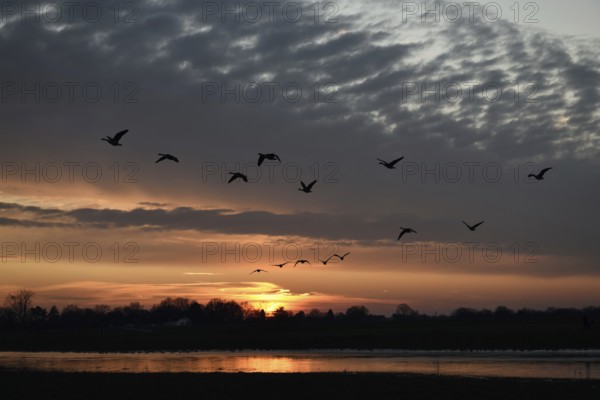 Flight of wild geese at sunset in the Rhine meadows, Rhine meadows near Meerbusch, opposite Düsseldorf, atmospheric backlit photograph. The striking church tower of Meerbusch Langst-Kierst can still be recognised as a silhouette on the horizon line. The geese are probably Canada geese, native fauna, nature, wildlife, North Rhine-Westphalia, Germany