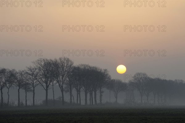 Morning mood... Lower Rhine (North Rhine-Westphalia) early in the morning, sunrise over an avenue of trees, sun displaces early morning fog, beginning of a beautiful day, sun stands as a ball of fire in the sky, local nature, North Rhine-Westphalia, Germany