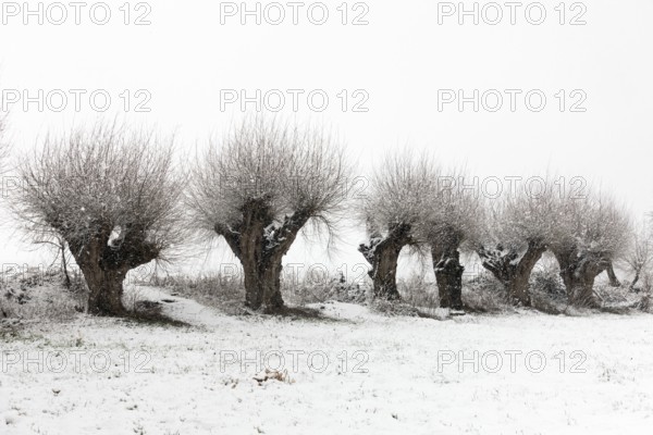 Old gnarled pollarded trees, pollarded willows in the snow on the Lower Rhine, on the left bank of the Rhine between Düsseldorf and Meerbusch, Ilvericher Altrheinschlinge, native nature, North Rhine-Westphalia, Germany