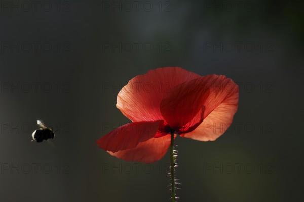 Red poppy (Papaver rhoeas), illuminated, bumblebee, A single poppy flower is illuminated by the sunlight. A bumblebee flies towards the red flower