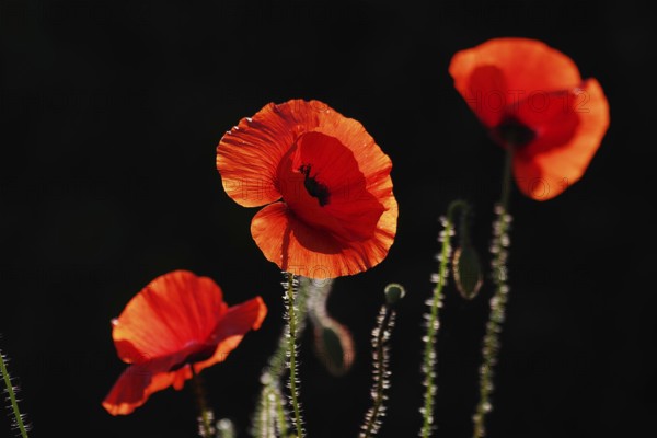 Corn poppy (Papaver rhoeas), red, black, flowers, three, backlight, The three poppies glow against the black background