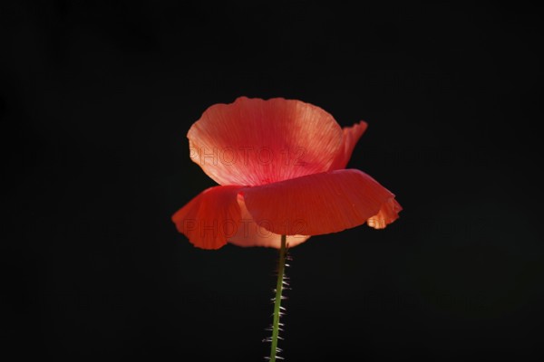 Corn poppy (Papaver rhoeas), one, red, bright, flower, black background, coloured, A poppy flower against the light and the flower glows red